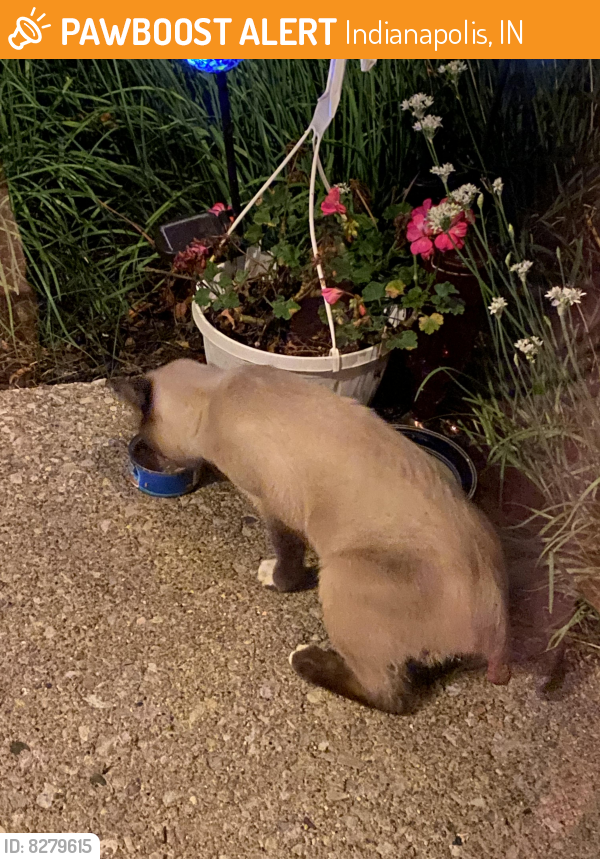 Found/Stray Unknown Cat last seen 86th Street/Canterbury Place, Indianapolis, IN, Indianapolis, IN 46260