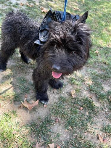 Found/Stray Male Dog last seen Via verde park , near Vons, San Dimas, CA 91768