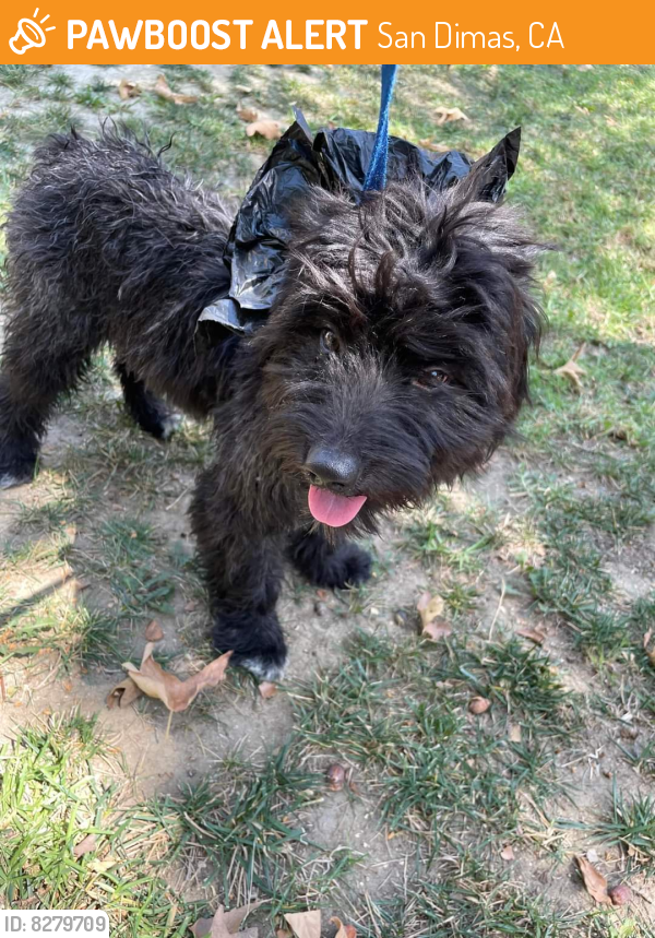 Found/Stray Male Dog last seen Via verde park , near Vons, San Dimas, CA 91768