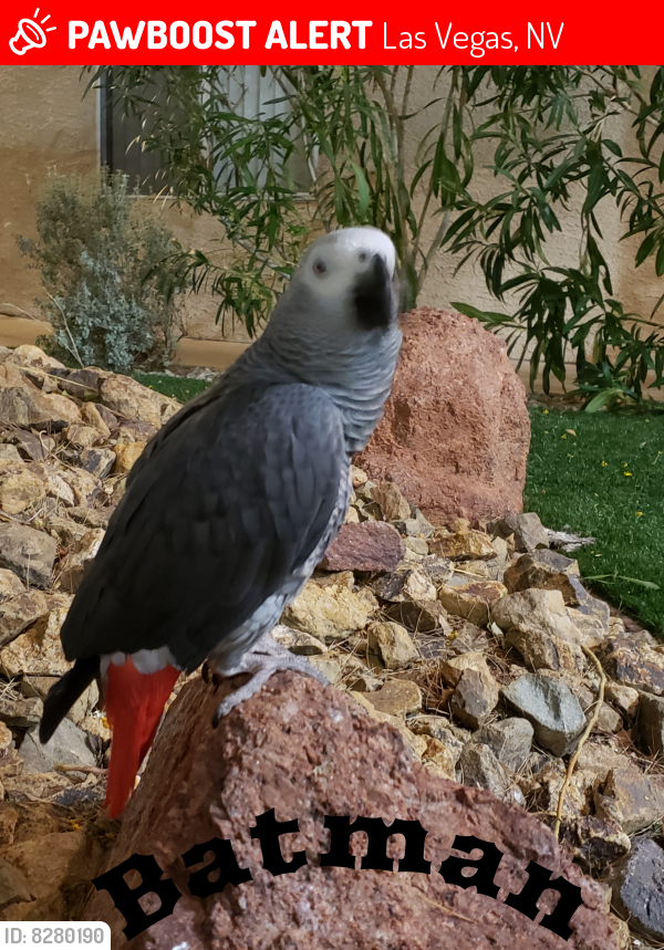 Lost Male Bird last seen Near North 15th street, Las Vegas NV 89101, Las Vegas, NV 89101