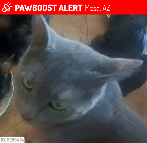 Lost Female Cat last seen 80th St & Brown Rd, Mesa, AZ 85207