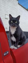 Lost Female Cat last seen Marquette and wendler, Wyoming, MI 49509