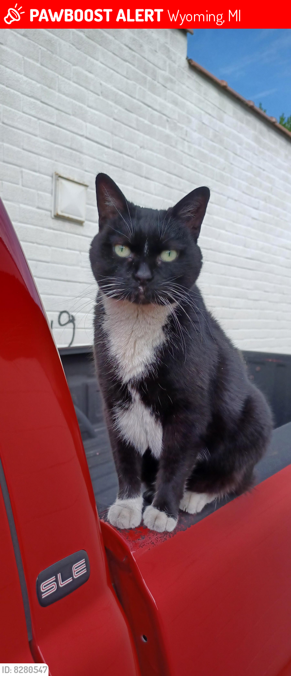 Lost Female Cat last seen Marquette and wendler, Wyoming, MI 49509