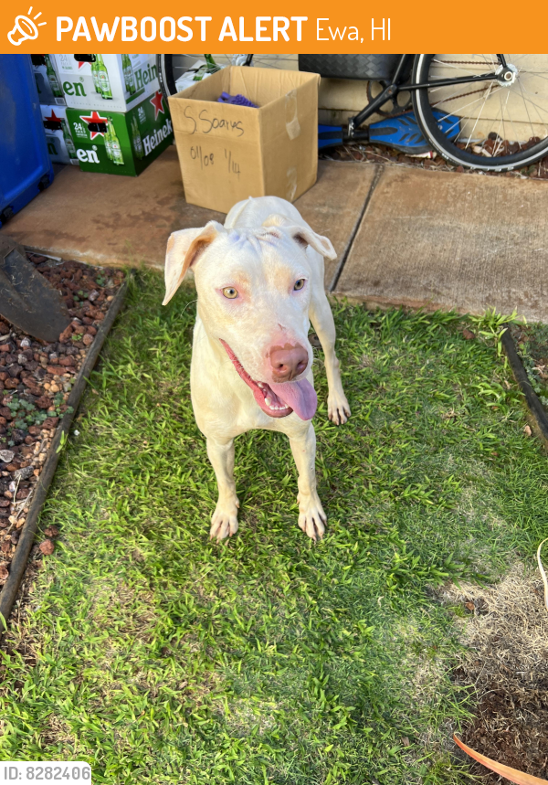 Found/Stray Female Dog in Ewa, HI 96706 (ID 8282406) PawBoost