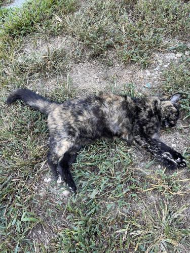 Found/Stray Unknown Cat last seen Westcliff, Port Jefferson Station, NY 11776