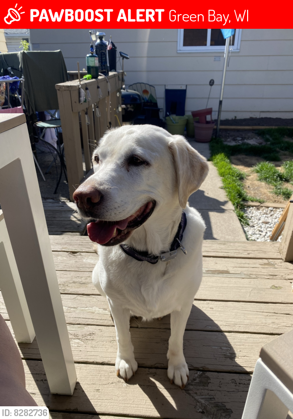 Green Bay, WI Lost Female Dog, Chloe Is Missing PawBoost