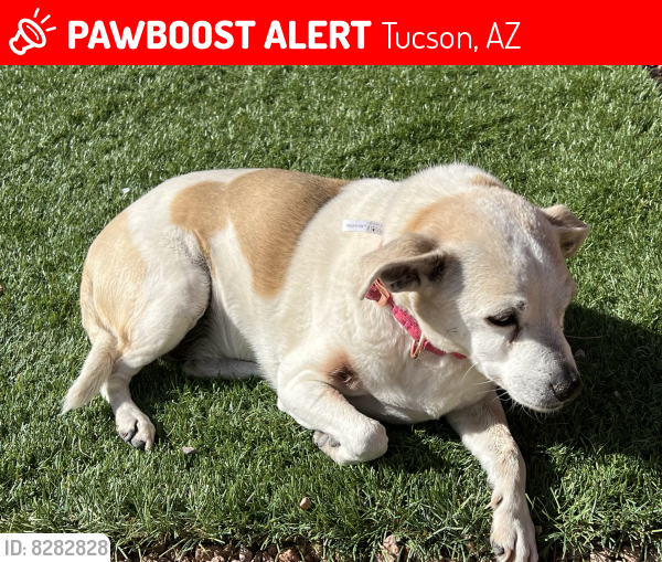 Lost Female Dog last seen Iron Ridge/Continental Reserve Loop, Tucson, AZ 85743