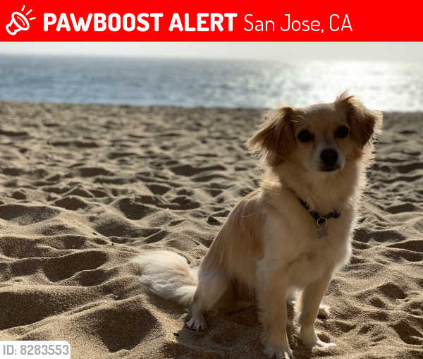 Lost Male Dog last seen Jackson ave and story road, San Jose, CA 95116