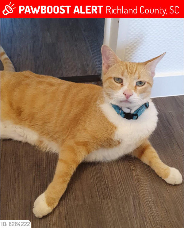 Lost Male Cat last seen Two Notch Rd and Spears Creek Elgin, Richland County, SC 29045