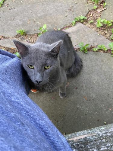 Found/Stray Male Cat last seen Downtown, Fredericksburg, VA 22401