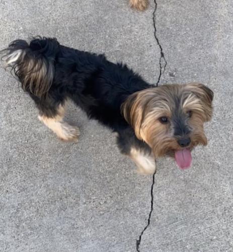 Lost Female Dog last seen 5Th Ave And Erik , Maywood, IL 60153
