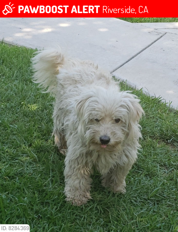 Lost Male Dog last seen Eucalyptus ave near Longfellow Elementary school, Riverside, CA 92507