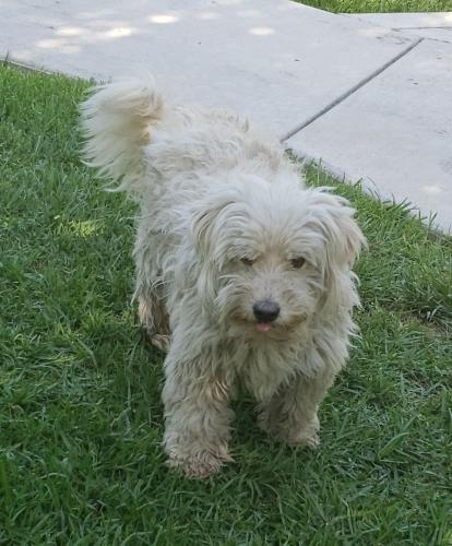 Lost Male Dog last seen Eucalyptus ave near Longfellow Elementary school, Riverside, CA 92507
