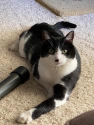 Lost Male Cat last seen Drake Drive/El Monte Drive, Simi Valley, CA 93065