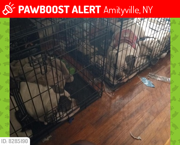Lost Female Dog last seen Albany, Amityville, NY 11701