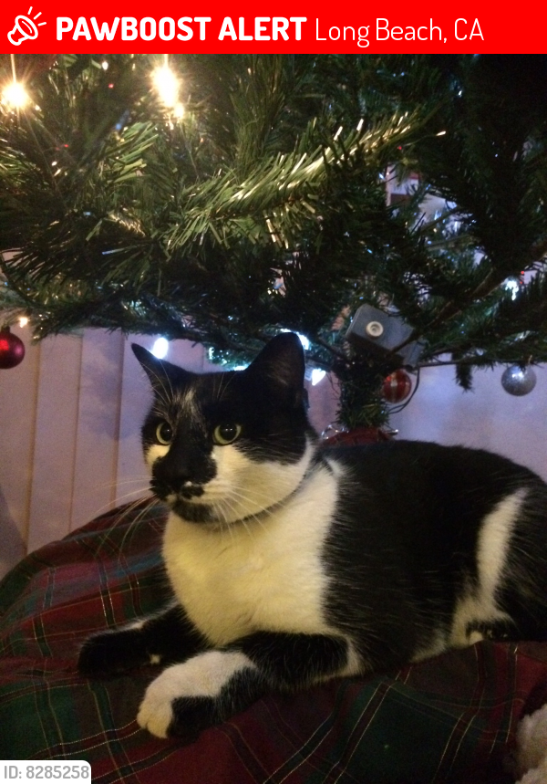 Lost Male Cat last seen Fire Station 11 Long Beach ca. 90805, Long Beach, CA 90805