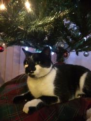 Lost Male Cat last seen Fire Station 11 Long Beach ca. 90805, Long Beach, CA 90805