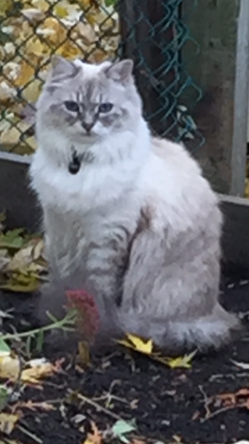 Lost Female Cat last seen Leslie north of Sheppard near Shoppers Drugmart, Toronto, ON M2J
