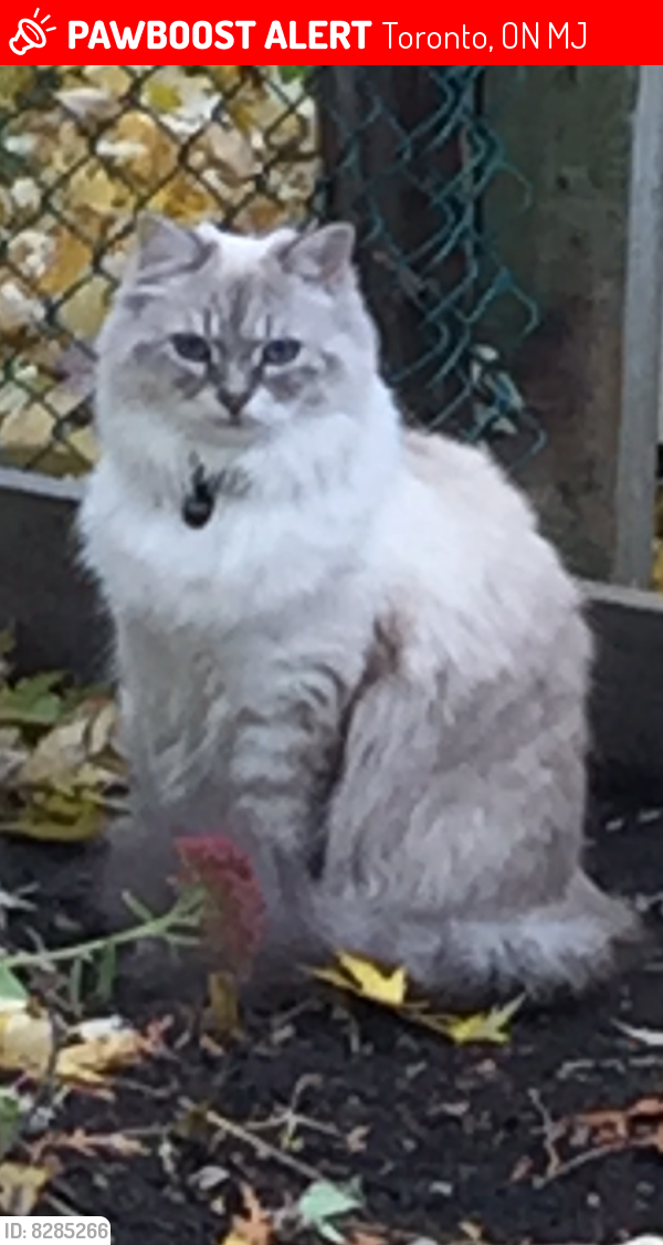 Lost Female Cat last seen Leslie north of Sheppard near Shoppers Drugmart, Toronto, ON M2J