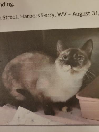 Lost Female Cat last seen St. Peters Church historic Harpers Ferry, Wv, Harpers Ferry, WV 25425