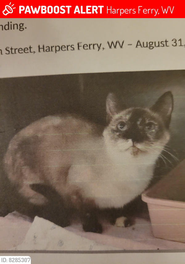 Lost Female Cat last seen St. Peters Church historic Harpers Ferry, Wv, Harpers Ferry, WV 25425