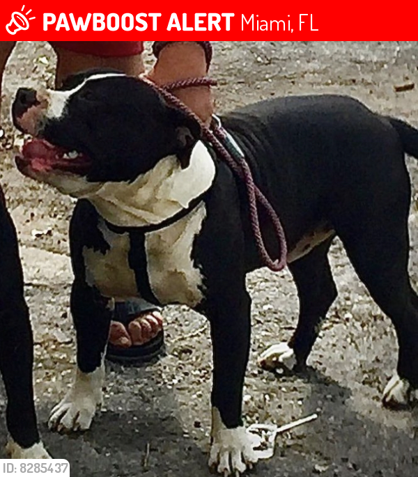 Lost Male Dog last seen 27ave and 36 st nw miami fl , Miami, FL 33142