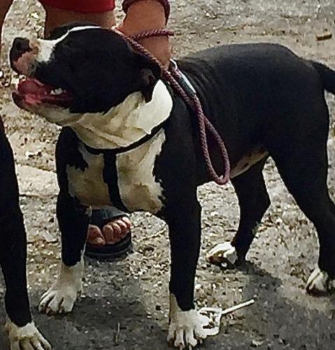 Lost Male Dog last seen 27ave and 36 st nw miami fl , Miami, FL 33142