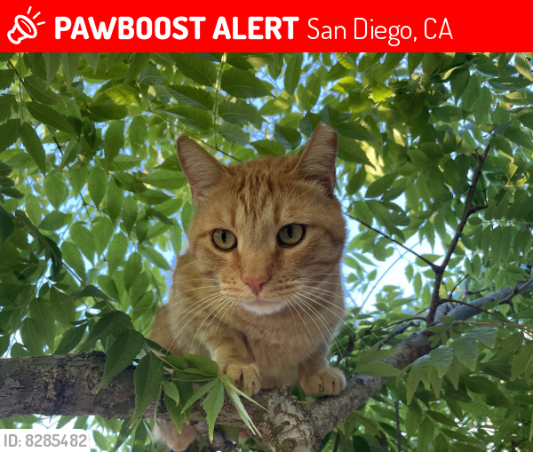 Lost Male Cat in San Diego, CA 92131 Named Reggie (ID 8285482) PawBoost
