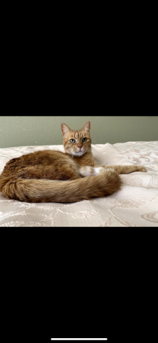 Lost Female Cat last seen 4S Ranch parkway near 4S heritage park, San Diego, CA 92127