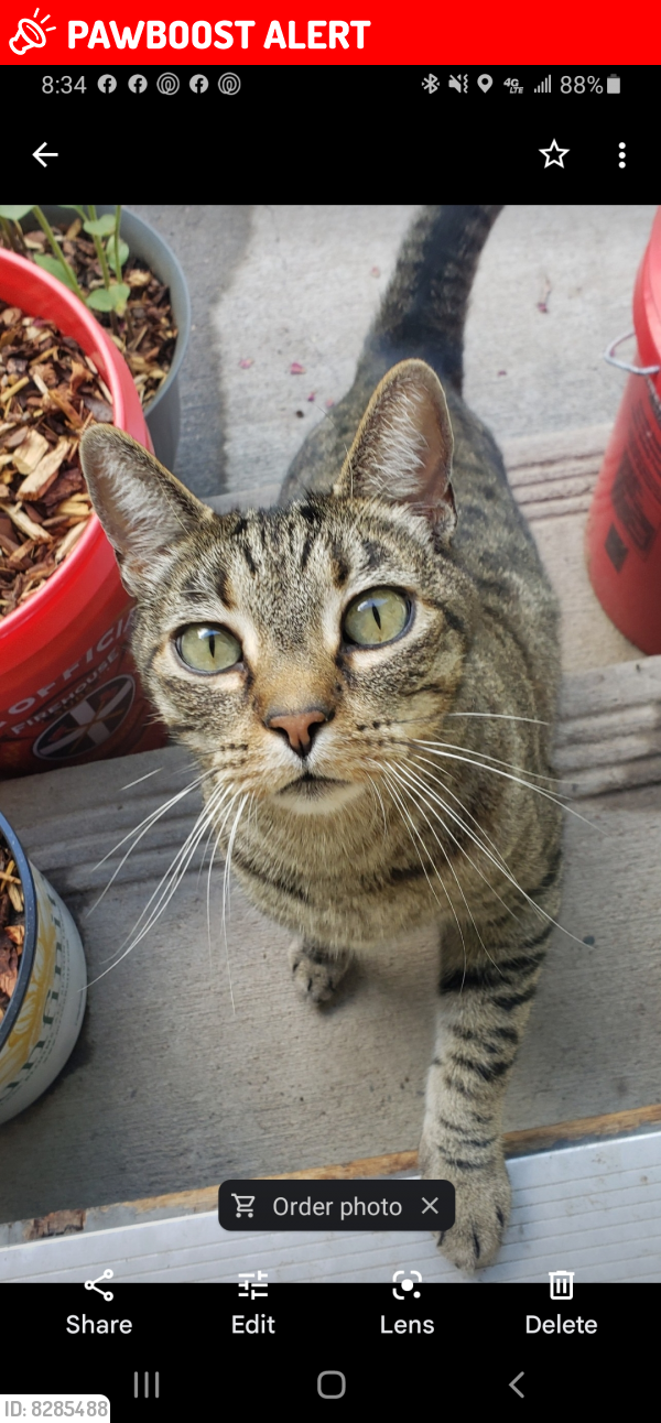 Lost Male Cat last seen Austin bluffs and bridal pass/dublin, Colorado Springs, CO 80923