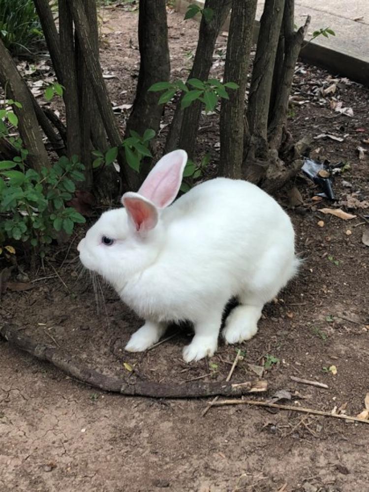 Shelter Stray Unknown Domestic rabbit last seen Reston, VA 20191, Fairfax, VA 22032