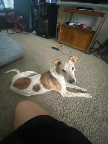 Found/Stray Female Dog last seen Hunt HWY , Florence, AZ 85232