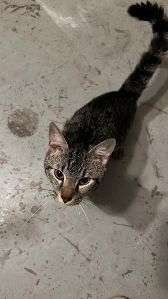 Shelter Stray Unknown Cat last seen Chantilly, VA 22033, Fairfax, VA 22032