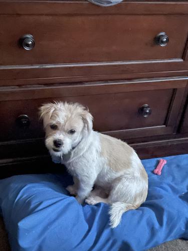 Lost Female Dog last seen 207th street between 100and 104 Ave, Queens, NY 11428