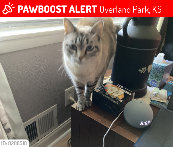 Overland Park, KS Lost Female Cat, Sophie Is Missing PawBoost