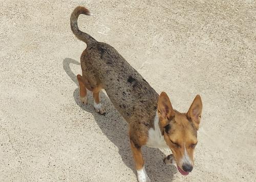 Lost Female Dog last seen Near & 34, Quinlan, TX 75474