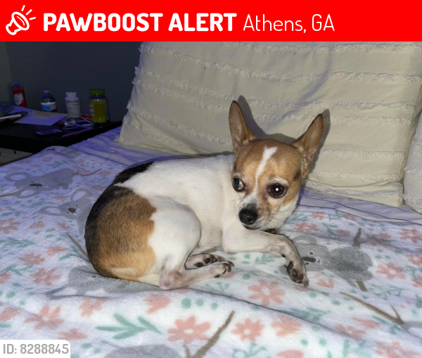 Lost Male Dog in Athens, GA 30607 Named Spot (ID 8288845) PawBoost