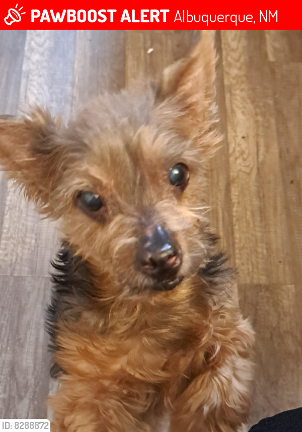 Lost Male Dog last seen Arno and Pacific, Albuquerque, NM 87102
