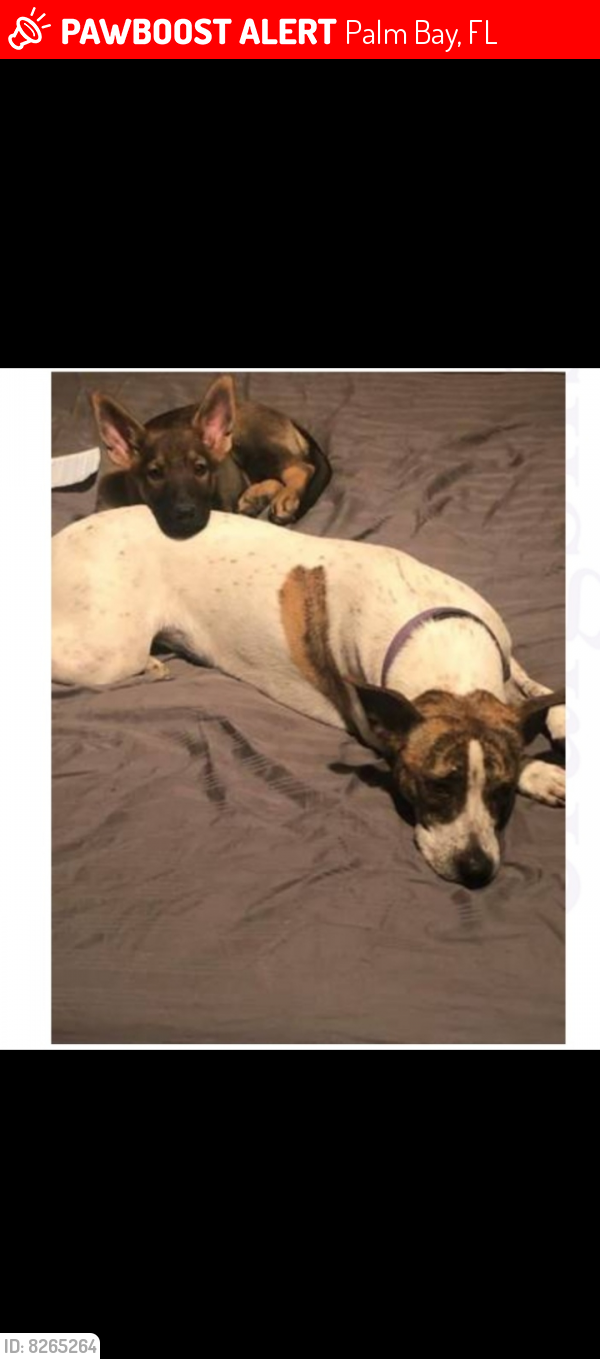 Palm Bay, FL Lost Female Dog, Millie Is Missing PawBoost