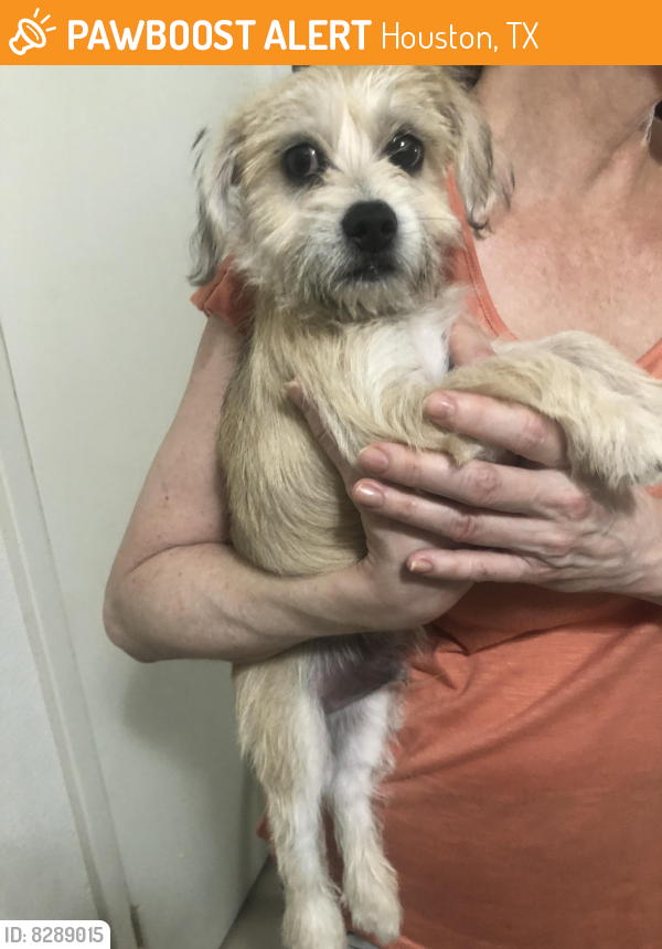 Rehomed Male Dog in Houston, TX 77082 (ID 8289015) PawBoost