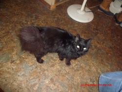 Lost Female Cat last seen Near evaline St. S.E. Warren, Ohio,  Brentwood Mobil Manor Trailer Park, Warren, OH 44484