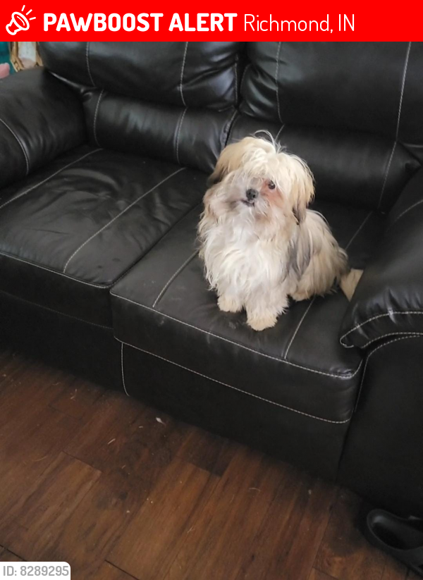 Lost Male Dog last seen Sw 8th st Richmond Indiana, Richmond, IN 47374