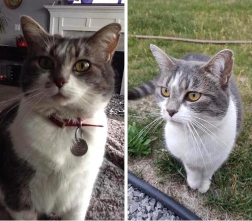 Lost Female Cat last seen Bayside- 127 Baywater Rise, Airdrie, AB 
