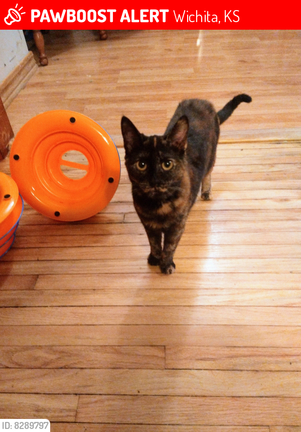 Wichita, KS Lost Female Cat, Lil Mama Is Missing | PawBoost
