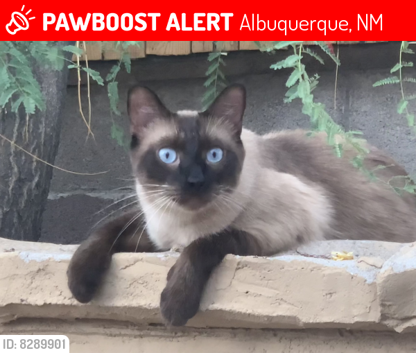 Lost Male Cat last seen Taylor Ranch, Albuquerque, NM 87120