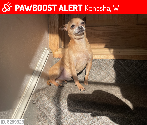 Lost Male Dog in Kenosha, WI 53144 Named Mickey (ID 8289929) PawBoost