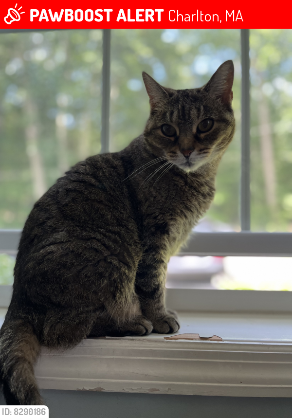 Charlton, MA Lost Female Cat, Baxter Is Missing PawBoost