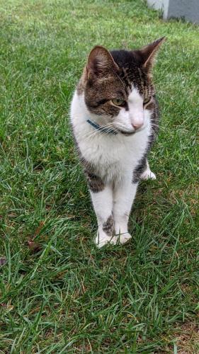 Found/Stray Unknown Cat last seen yellowjacket rd, Hagerstown, Hagerstown, MD 21740