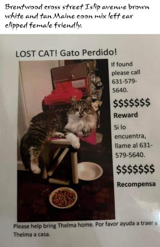 Lost Female Cat last seen Route 111 & frank st, Brentwood, NY 11722