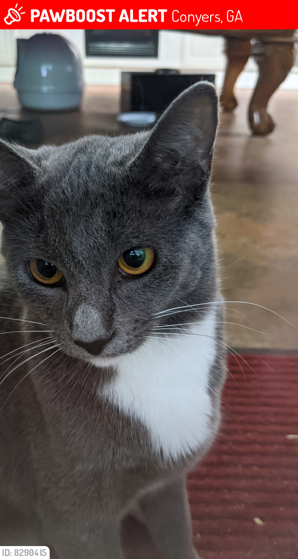 Lost Female Cat last seen Mcart road Conyers Georgia , Conyers, GA 30013
